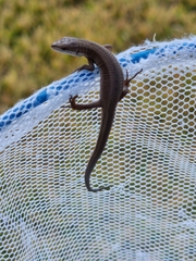 Takydromus wolteri
