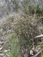Boronia edwardsii