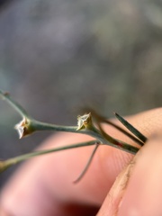 Stillingia linearifolia