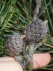 Allocasuarina distyla