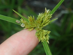 Cyperus polystachyos