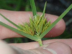 Cyperus polystachyos