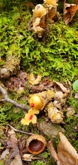 Calostoma lutescens