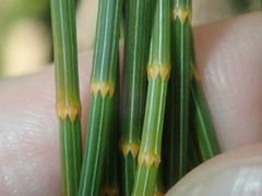 Allocasuarina distyla