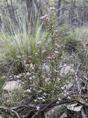 Boronia edwardsii