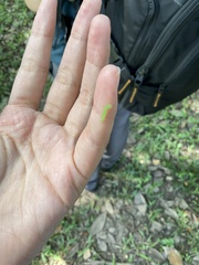 Pericyma cruegeri