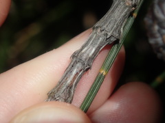 Allocasuarina distyla