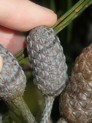 Allocasuarina distyla