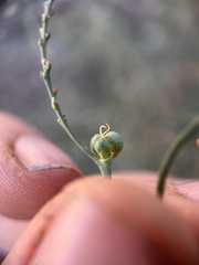 Stillingia linearifolia