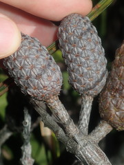 Allocasuarina distyla