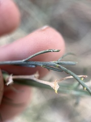 Stillingia linearifolia