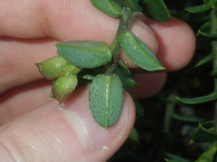 Philotheca buxifolia
