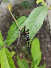 Brachydiplax sobrina