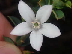 Philotheca buxifolia