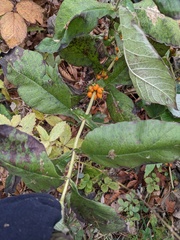 Triosteum perfoliatum