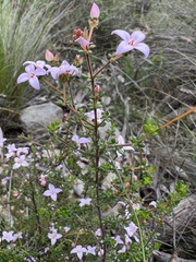 Boronia edwardsii