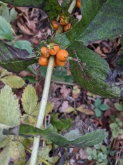 Triosteum perfoliatum