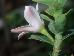 Philotheca buxifolia