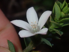 Philotheca buxifolia