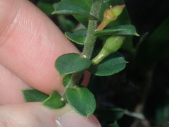 Philotheca buxifolia
