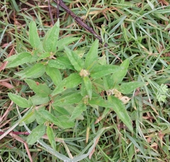Croton bonplandianus