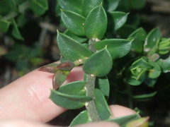 Philotheca buxifolia