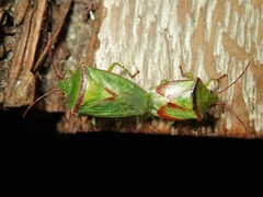 Elasmostethus ligatus