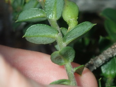 Philotheca buxifolia