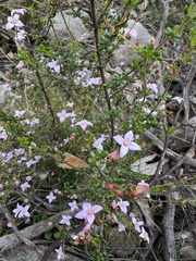 Boronia edwardsii