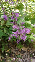 Salvia purpurea