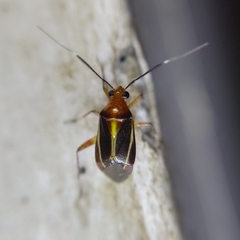 Horciasinus signoreti