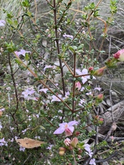 Boronia edwardsii