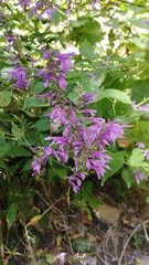 Salvia purpurea