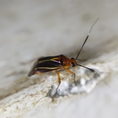 Horciasinus signoreti