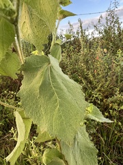 Malvaceae