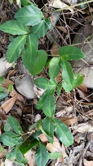 Tetrastigma formosanum