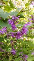 Salvia purpurea