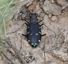 Cicindela obsoleta