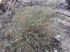 Stillingia linearifolia