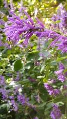 Salvia purpurea