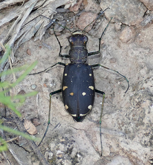 Cicindela obsoleta