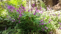 Salvia purpurea