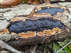 Biscogniauxia mediterranea