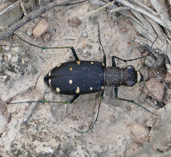 Cicindela obsoleta