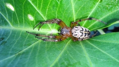 Alpaida veniliae