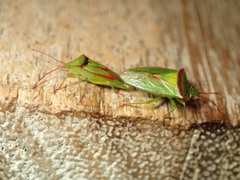 Elasmostethus ligatus