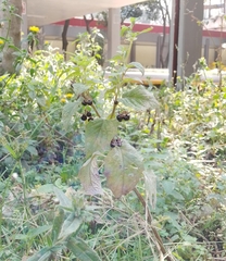 Jaltomata procumbens