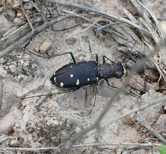 Cicindela obsoleta