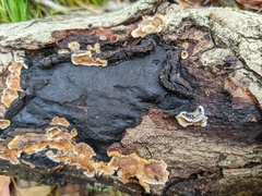 Biscogniauxia mediterranea