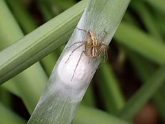 Oxyopes gracilipes